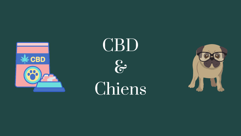 cbd-pour-chien