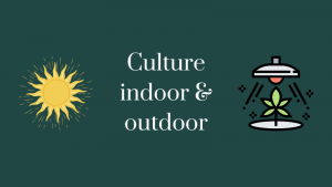 culture-indoor-et-outdoor-cbd