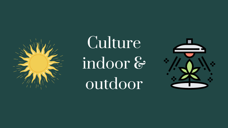 culture-indoor-et-outdoor-cbd